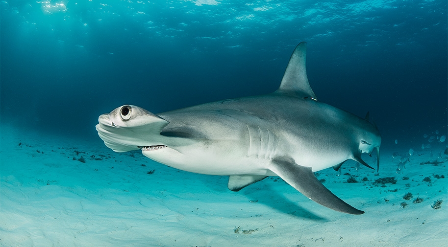 Hammerai-Tauchsafari auf Bimini