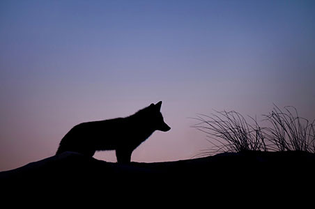 Begegnung mit dem Wolf