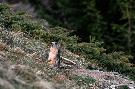 Familienwanderung in Bruson: Folgen Sie Charlotte, ein etwas anderes Murmeltier!