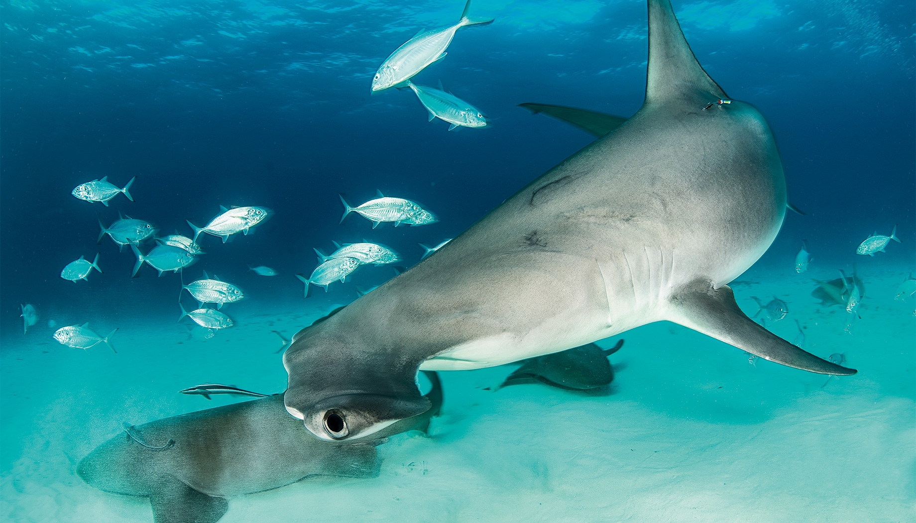 Hammerai-Tauchsafari auf Bimini