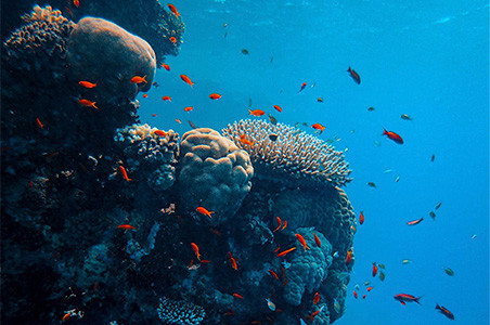 Australien investiert in das Great Barrier Reef